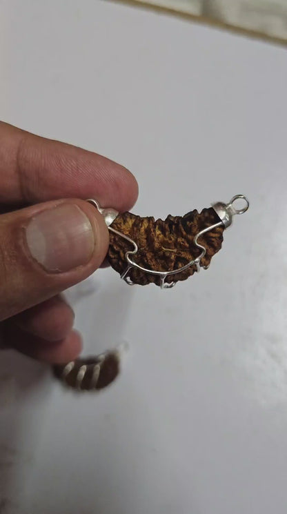 1 FACED ( 1 MUKHI ) RUDRAKSH (HALF MOON SHAPED) WITH GOVERNMENT AUTHORISED X RAY-LAB CERTIFICATION