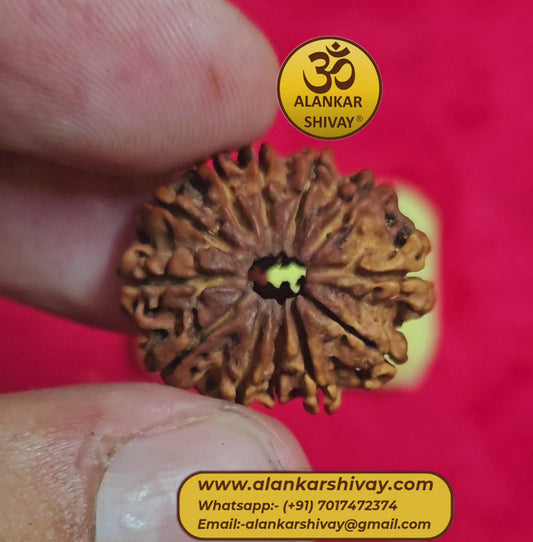 12 MUKHI RUDRAKSH NEPAL ORIGIN WITH LAB CERTIFICATION