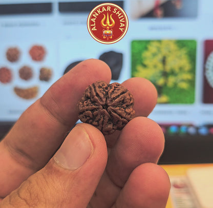 5 MUKHI RUDRAKSH NEPAL ORIGIN WITH X RAY LAB CERTIFICATION