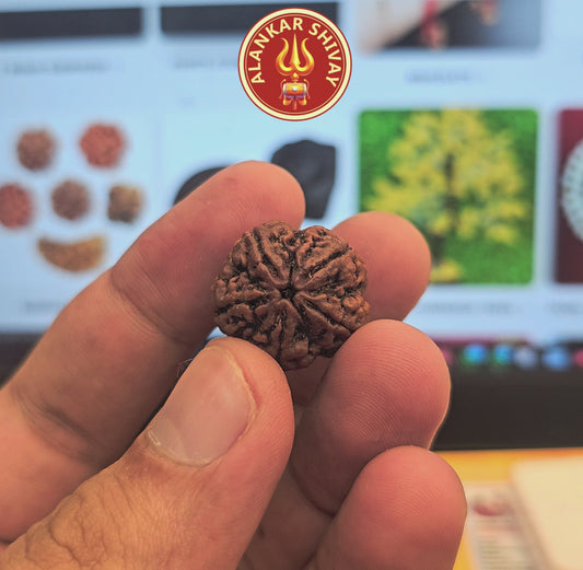 5 MUKHI RUDRAKSH NEPAL ORIGIN WITH X RAY LAB CERTIFICATION