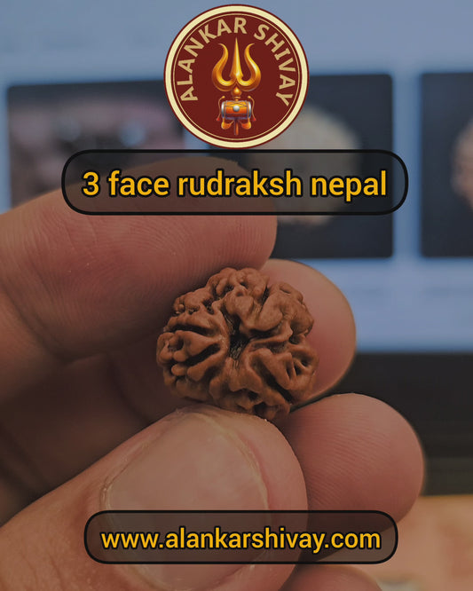 3 MUKHI RUDRAKSH NEPAL ORIGIN WITH X RAY LAB CERTIFICATION