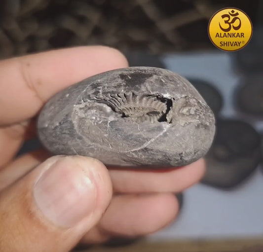 SHALIGRAM BHAGWAAN - LAXMI NARAYAN SHALIGRAM (ORIGINAL FROM GANDAK RIVER, NEPAL):