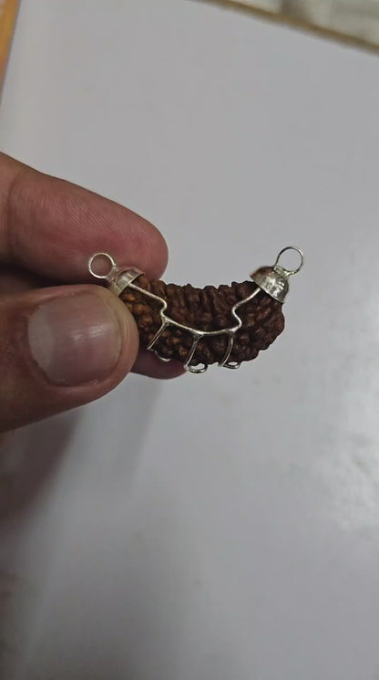 1 FACED ( 1 MUKHI ) RUDRAKSH (HALF MOON SHAPED) WITH GOVERNMENT AUTHORISED X RAY-LAB CERTIFICATION