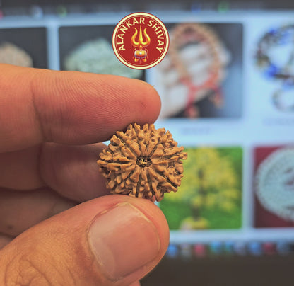 10 MUKHI RUDRAKSH NEPAL ORIGIN WITH X RAYS LAB CERTIFICATION