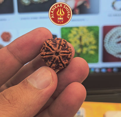 6 MUKHI NEPALI RUDRAKSH WITH X RAYS LAB CERTIFICATION