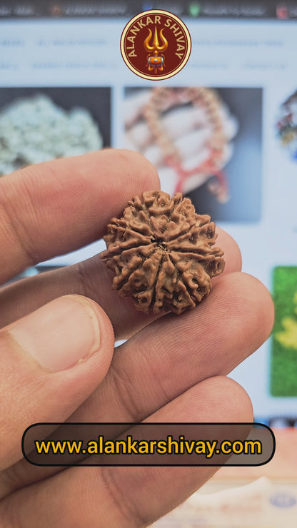 9 MUKHI RUDRAKSH NEPAL ORIGIN WITH LAB CERTIFICATION