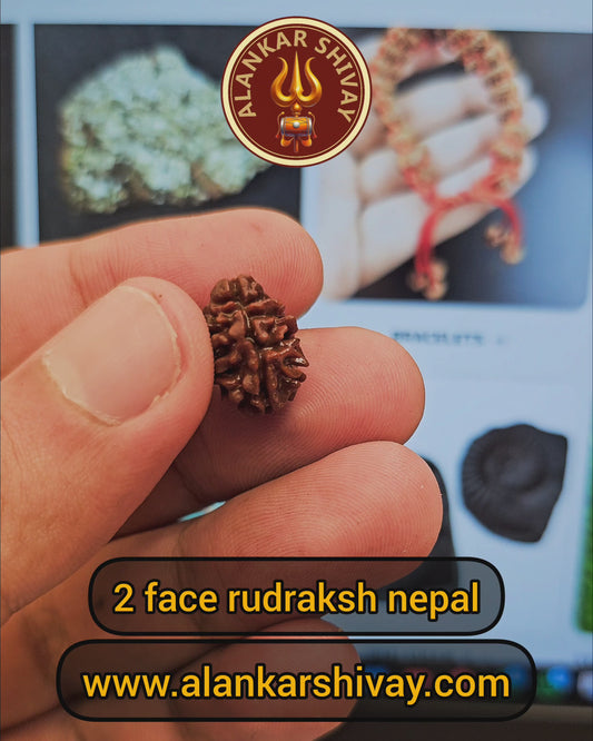2 MUKHI NEPALI RUDRAKSH WITH X RAY LAB CERTIFICATION