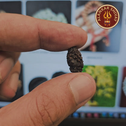 2 MUKHI NEPALI RUDRAKSH WITH X RAY LAB CERTIFICATION