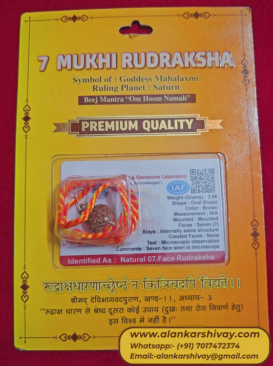 7 MUKHI RUDRAKSH  WITH LAB CERTIFICATION (INDONESIAN ORIGIN)