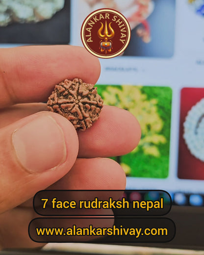 7 MUKHI RUDRAKSHA WITH X-RAY LAB CERTIFICATION (15 MM -19 MM BEADS)
