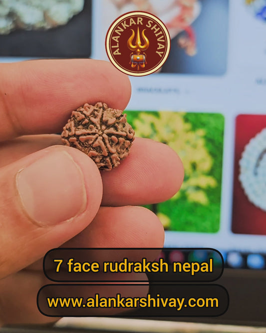 7 MUKHI (PREMIUM QUALITY FULL 7 SEEDS) RUDRAKSHA WITH X-RAY LAB CERTIFICATION