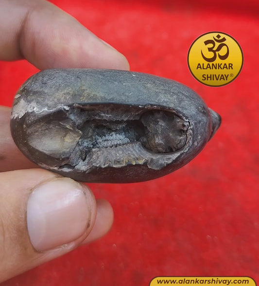 SHALIGRAM BHAGWAAN - LAXMI NARAYAN SHALIGRAM (ORIGINAL FROM GANDAK RIVER, NEPAL):