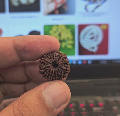 14 MUKHI RUDRAKSH NEPAL ORIGIN WITH LAB CERTIFICATION