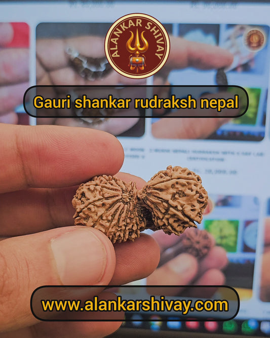 GAURI SHANKAR RUDRAKSH (NEPAL ORIGIN) WITHGOV AUTHORISED X-RAY LAB CERTIFICATION