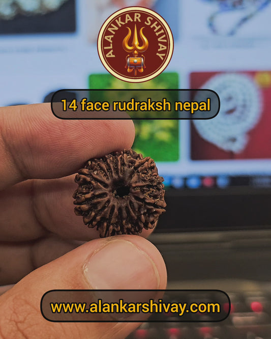 14 MUKHI RUDRAKSH NEPAL ORIGIN WITH LAB CERTIFICATION