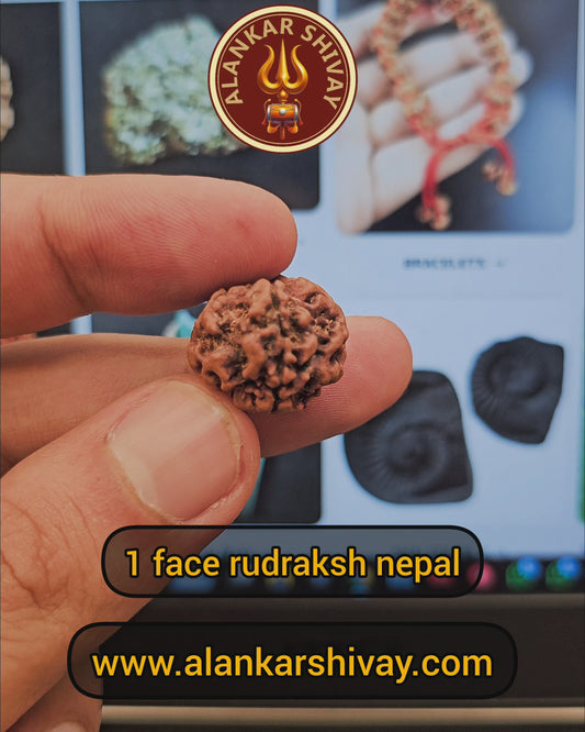 1  FACED RUDRAKSH (ROUND NEPALI) WITH X-RAY REPORT