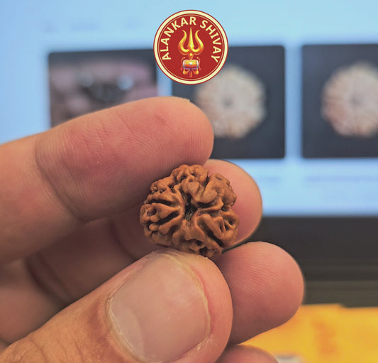 3 MUKHI RUDRAKSH NEPAL ORIGIN WITH X RAY LAB CERTIFICATION