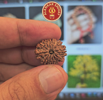 12 MUKHI RUDRAKSH NEPAL ORIGIN WITH LAB CERTIFICATION