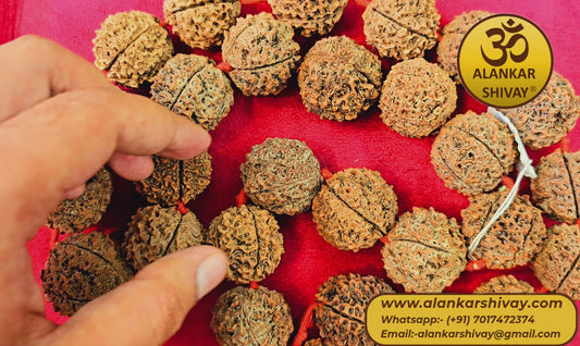 HUGE 5 MUKHI RUDRAKSHA RARE - BIG(27+1 BEADS) (35MM IN SIZE)