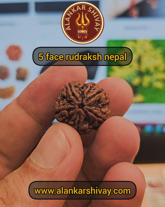 5 MUKHI RUDRAKSH NEPAL ORIGIN WITH X RAY LAB CERTIFICATION (23MM PLUS SIZE)