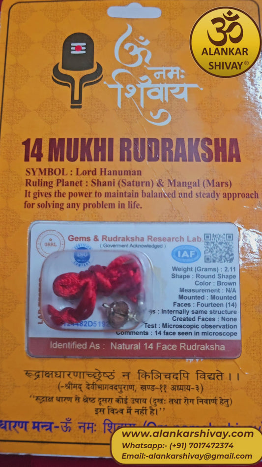 14 MUKHI RUDRAKSH WITH LAB CERTIFICATION(INDONESIAN ORIGIN)