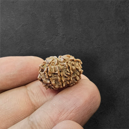 9 MUKHI RUDRAKSH NEPAL ORIGIN WITH LAB CERTIFICATION