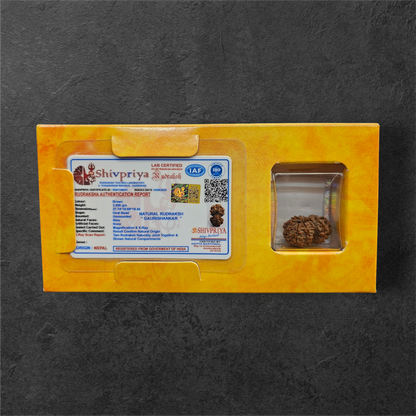 GAURI SHANKAR RUDRAKSH (NEPAL ORIGIN) WITHGOV AUTHORISED X-RAY LAB CERTIFICATION