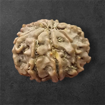 9 MUKHI RUDRAKSH NEPAL ORIGIN WITH LAB CERTIFICATION
