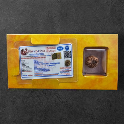 11 MUKHI RUDRAKSH NEPAL ORIGIN WITH LAB CERTIFICATION