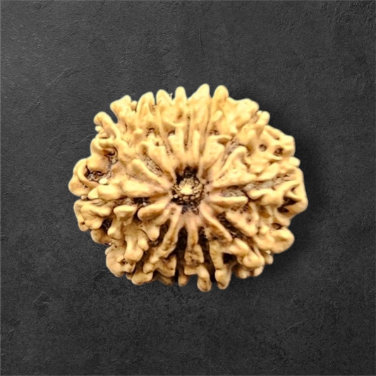 11 MUKHI RUDRAKSH NEPAL ORIGIN WITH LAB CERTIFICATION