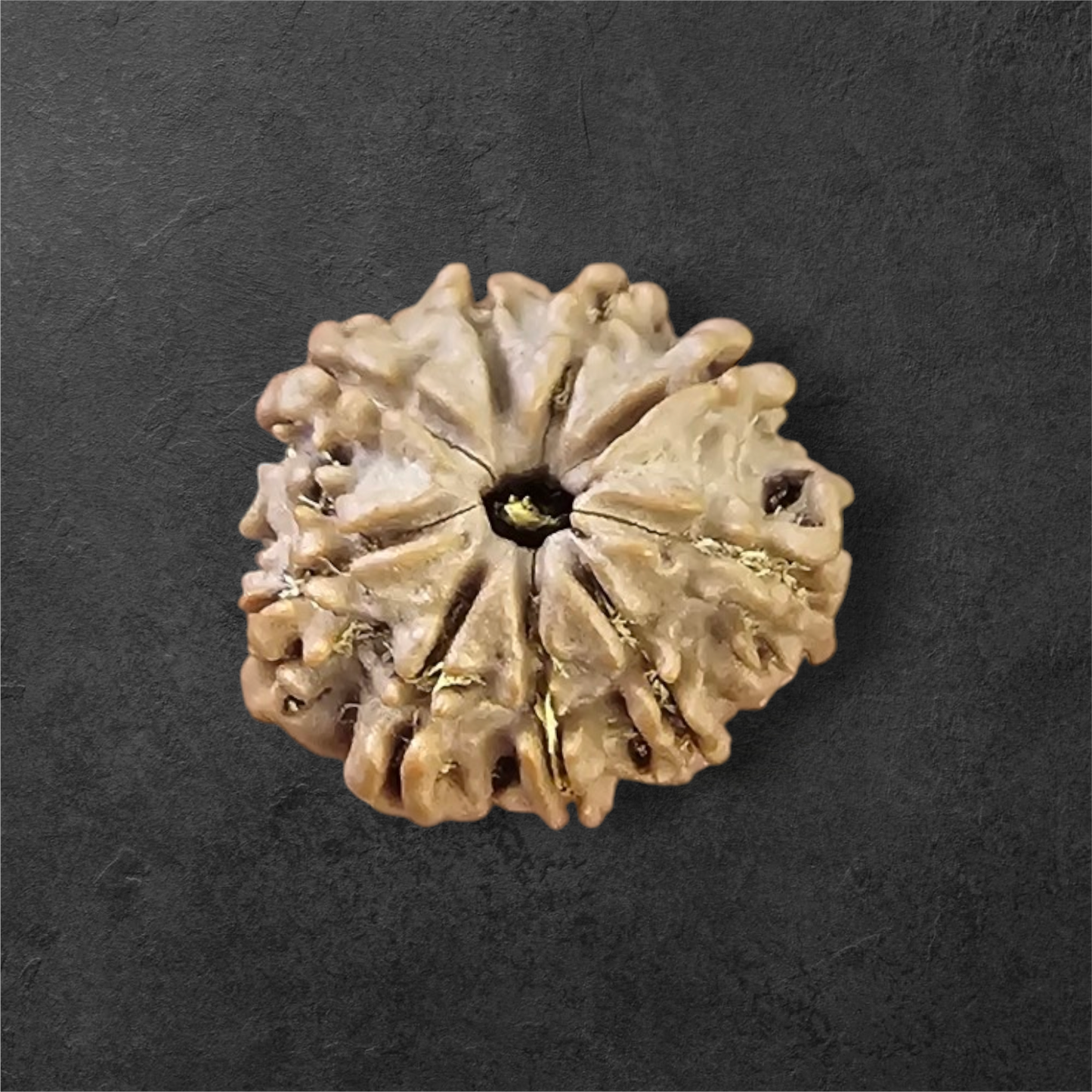 9 MUKHI RUDRAKSH NEPAL ORIGIN WITH LAB CERTIFICATION