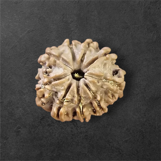 9 MUKHI RUDRAKSH NEPAL ORIGIN WITH LAB CERTIFICATION