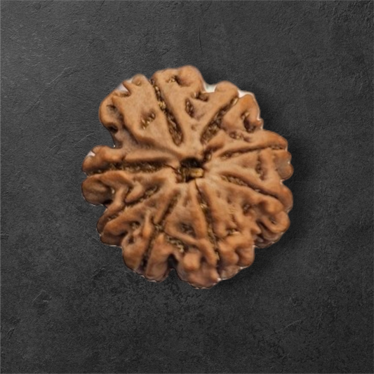 8 MUKHI RUDRAKSH NEPAL ORIGIN WITH LAB CERTIFICATION