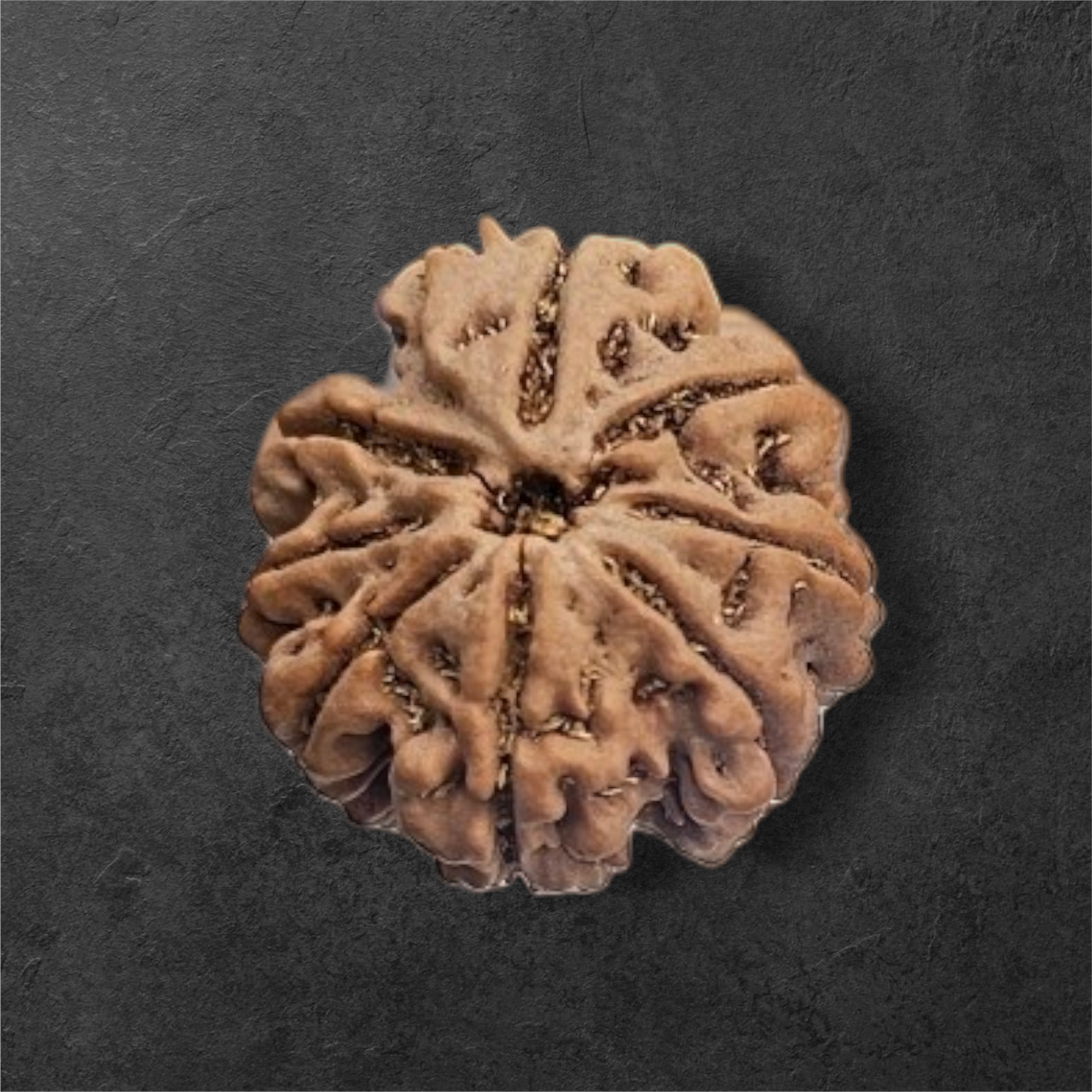 8 MUKHI RUDRAKSH NEPAL ORIGIN WITH LAB CERTIFICATION