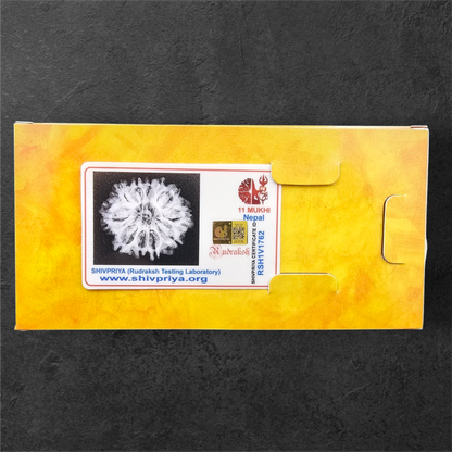 11 MUKHI RUDRAKSH NEPAL ORIGIN WITH LAB CERTIFICATION