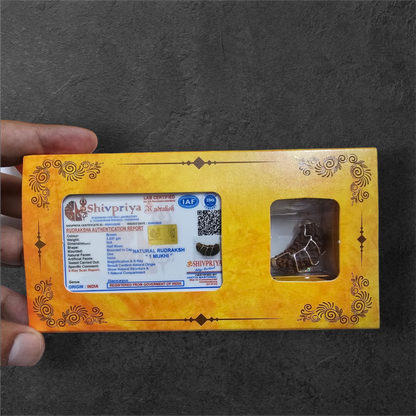 1 FACED ( 1 MUKHI ) RUDRAKSH (HALF MOON SHAPED) WITH GOVERNMENT AUTHORISED X RAY-LAB CERTIFICATION