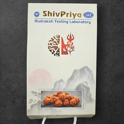 7 MUKHI NEPALI RUDRAKSHA MALA  (15MM -18MM BEADS)