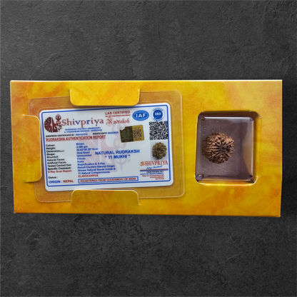 11 MUKHI RUDRAKSH NEPAL ORIGIN WITH LAB CERTIFICATION